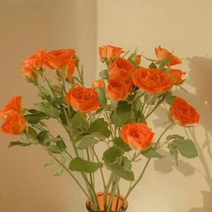 欧美男巨人激情Gay
